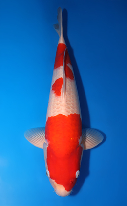 Kohaku - koi #x0422m014
