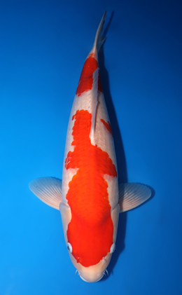 Kohaku - koi #x0422m015