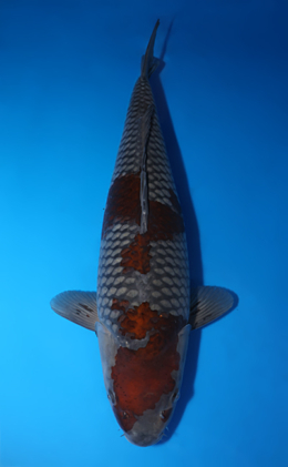 Ochibashigure - koi #x0422m016
