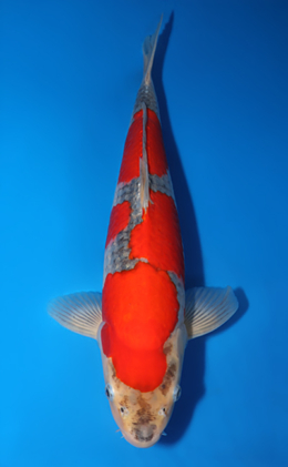 Goshiki - koi #x0422m017