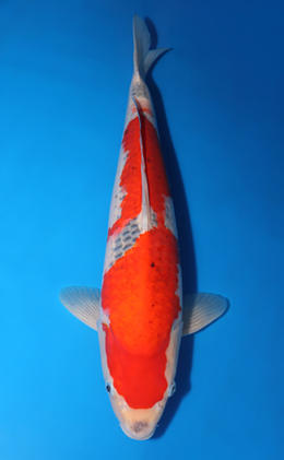 Goshiki - koi #x0422m018