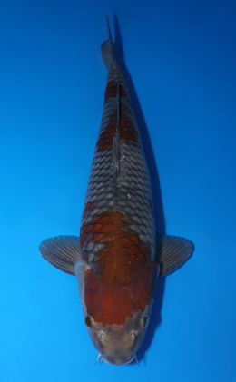 Ochibashigure - koi #x0422m019