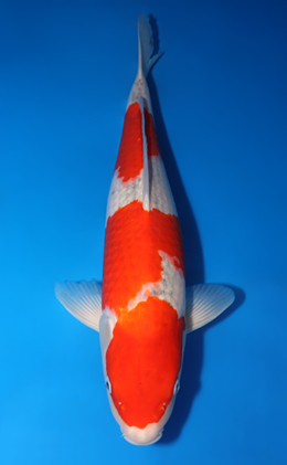 Goshiki - koi #x0422m020