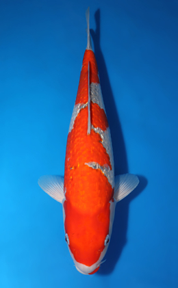 Ginrin Goshiki - koi #x0422m021