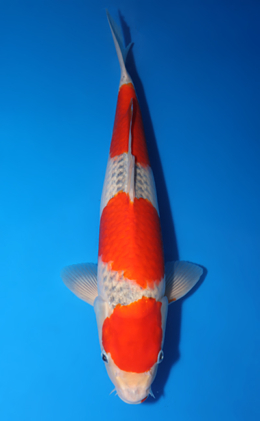 Goshiki - koi #x0422m022