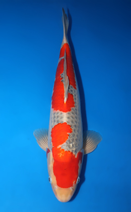 Goshiki - koi #x0422m023