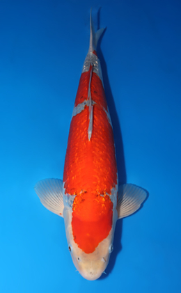 Ginrin Goshiki - koi #x0422m024