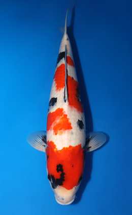 Showa - koi #x0422m025