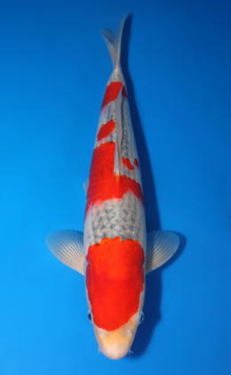 Goshiki - koi #x0422m026