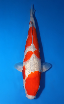 Goshiki - koi #x0422m027