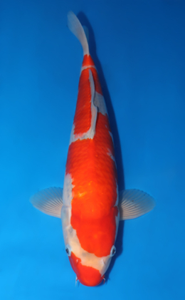 Goshiki - koi #x0422m029
