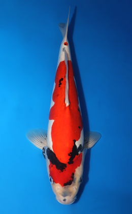 Doitsu Showa - koi #x0422m030