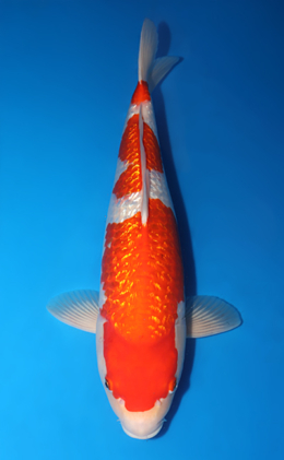 Ginrin Kohaku - koi #x0422m031