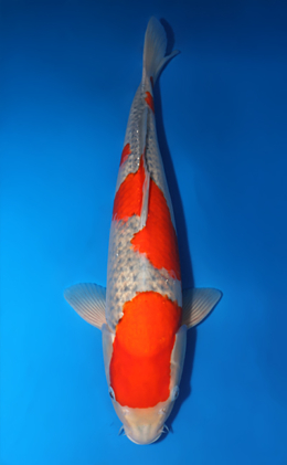 Goshiki - koi #x0422m032