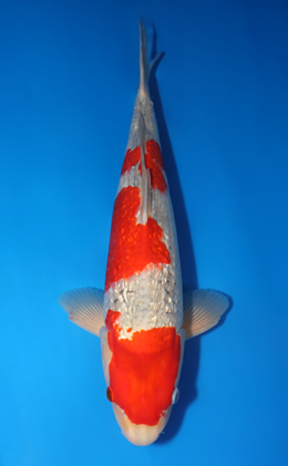 Ginrin Goshiki - koi #x0422m033
