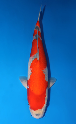 Goshiki - koi #x0423m001