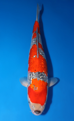 Ginrin Goshiki - koi #x0423m002
