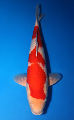 Kohaku - koi #x0423m004