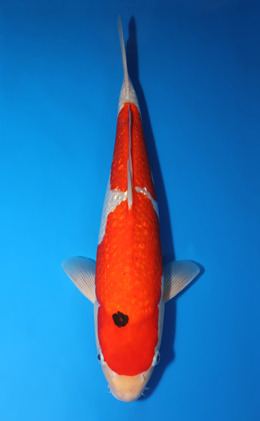 Ginrin Kohaku - koi #x0423m005