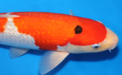Ginrin Kohaku - koi #x0423m005 - Side View