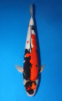 Doitsu Showa - koi #x0423m006