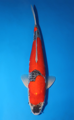 Goshiki - koi #x0423m008