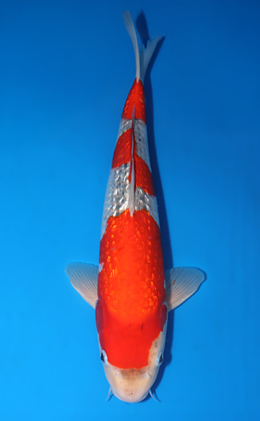 Ginrin Goshiki - koi #x0423m010