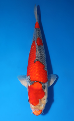Goshiki - koi #x0423m012