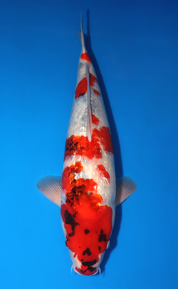 Ginrin Showa - koi #x0423m013