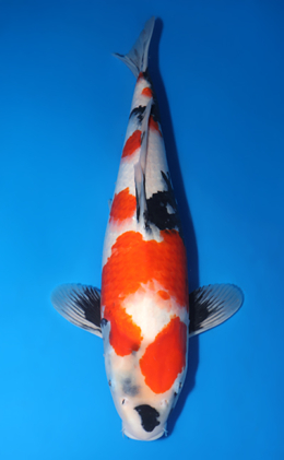 Showa - koi #x0423m014