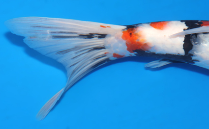 Showa - koi #x0423m014 - Side View