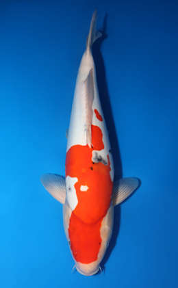 Doitsu Sanke - koi #x0423m015