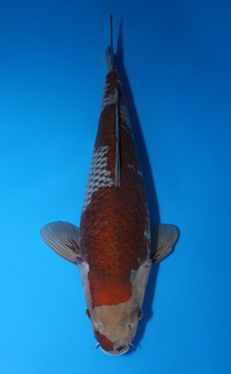 Ochibashigure - koi #x0423m017