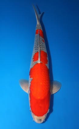 Goshiki - koi #x0423m018