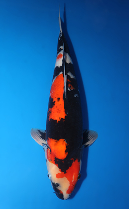 Showa - koi #x0423m019