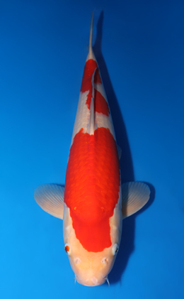 Kohaku - koi #x0423m020