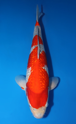 Ginrin Goshiki - koi #x0423m021