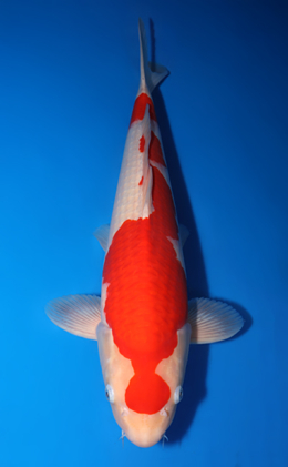 Kohaku - koi #x0423m025
