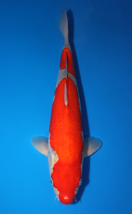 Goshiki - koi #x0423m026
