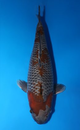 Ochibashigure - koi #x0423m027