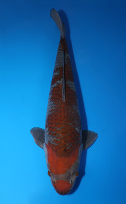 Ochibashigure - koi #x0423m028