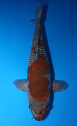 Ochibashigure - koi #x0423m029