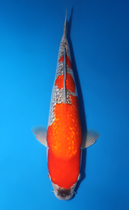 Ginrin Goshiki - koi #x0423m031