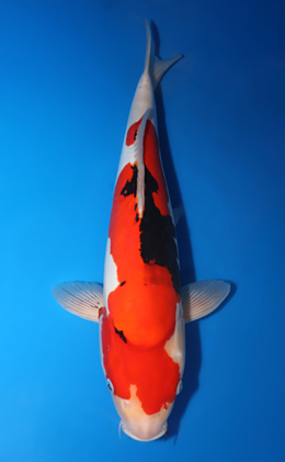 Doitsu Showa - koi #x0423m032