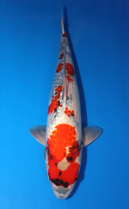 Ginrin Showa - koi #x0423m034