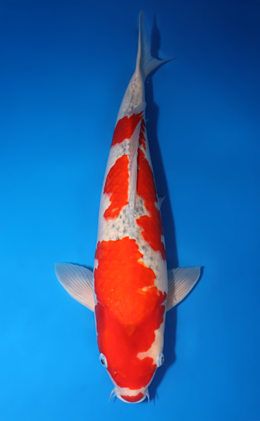 Goshiki - koi #x0423m035