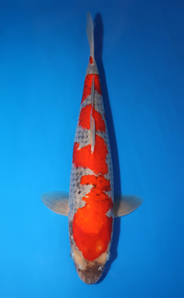 Goshiki - koi #x0423m036