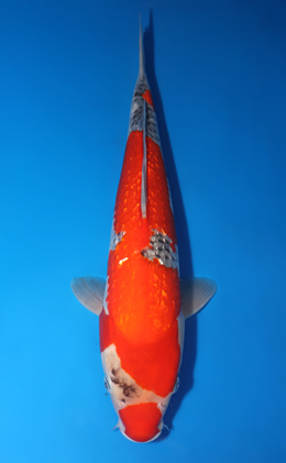 Ginrin Goshiki - koi #x0423m037