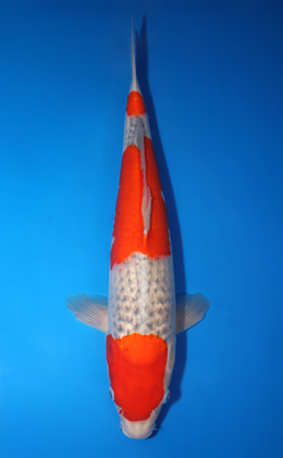 Goshiki - koi #x0423m038
