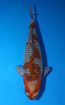 Ochibashigure - koi #x0423m041